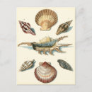 Search for beach shells postcards Seashell