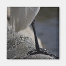 Search for cranes magnets White crane