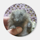 Search for hedgehog magnets Animals