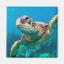Search for turtle image magnets Ocean