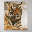 Search for endangered tigers posters Bengal tiger