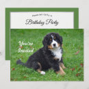 Search for bernese invitations Bernese mountain dog