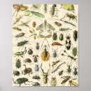 Search for entomology posters Vintage