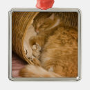 Search for orange tabby cat christmas tree decorations Feline