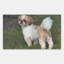 Search for shih tzu stickers Photography