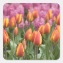Search for lisse stickers Hyacinth