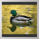 Search for mallards posters Animals
