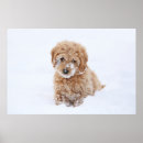 Search for goldendoodle art Pet