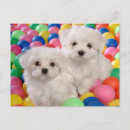 Search for blank postcards birthday cards Dog