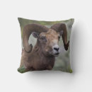 Search for mountain cushions Usa