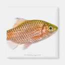 Search for fish magnets Full length