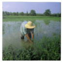 Search for model released Agricultural
