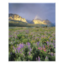 Search for many glacier posters National park