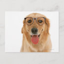 Search for golden retriever postcards Humour