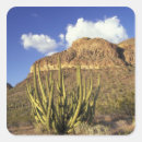 Search for arizona cactus stickers Arid