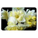 Search for white daffodil magnets Daffodils