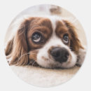 Search for little puppy stickers Cute