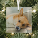 Search for couch christmas tree decorations Puppy