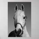 Search for buckskin horse posters Animal