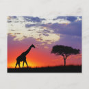 Search for silhouetted postcards Africa