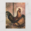 Search for cool chicken postcards Animal