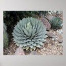 Search for agave posters Photography