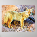 Search for coyotes posters Wildlife