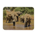 Search for game reserve magnets Africa