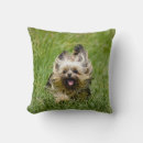 Search for yorkshire terrier cushions Puppy