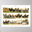 Search for chicken breeds posters Chickens