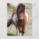 Search for shetland ponies postcards Animal