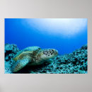 Search for sea turtle posters Nature