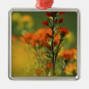 Search for spring green christmas tree decorations Plant