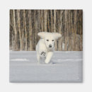 Search for snow white magnets Puppy