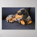 Search for dachsie posters Dachshund