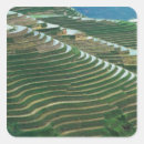 Search for rice field stickers Crop