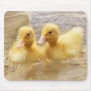Search for duckling mousepads Wildlife