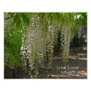 Search for wisteria flowers posters Floral