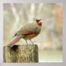 Search for female cardinal art Wildlife