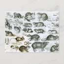 Search for rodent postcards Mouse