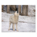 Search for timber wolf posters White