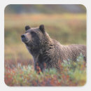 Search for grizzly bear stickers Usa
