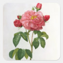 Search for rosa stickers 19th