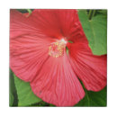 Search for magenta tiles Nature