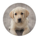 Search for labrador cookware Puppy
