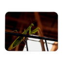 Search for mantis magnets Green