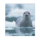 Search for phoca Alaska