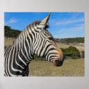 Search for zebra head posters Wildlife