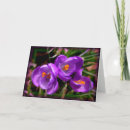 Search for crocus cards Nature photography