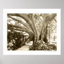 Search for black white angel posters Elegant
